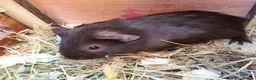 Guinea Pig rodents for sale: Guine Pigs (Male) - Advert 3