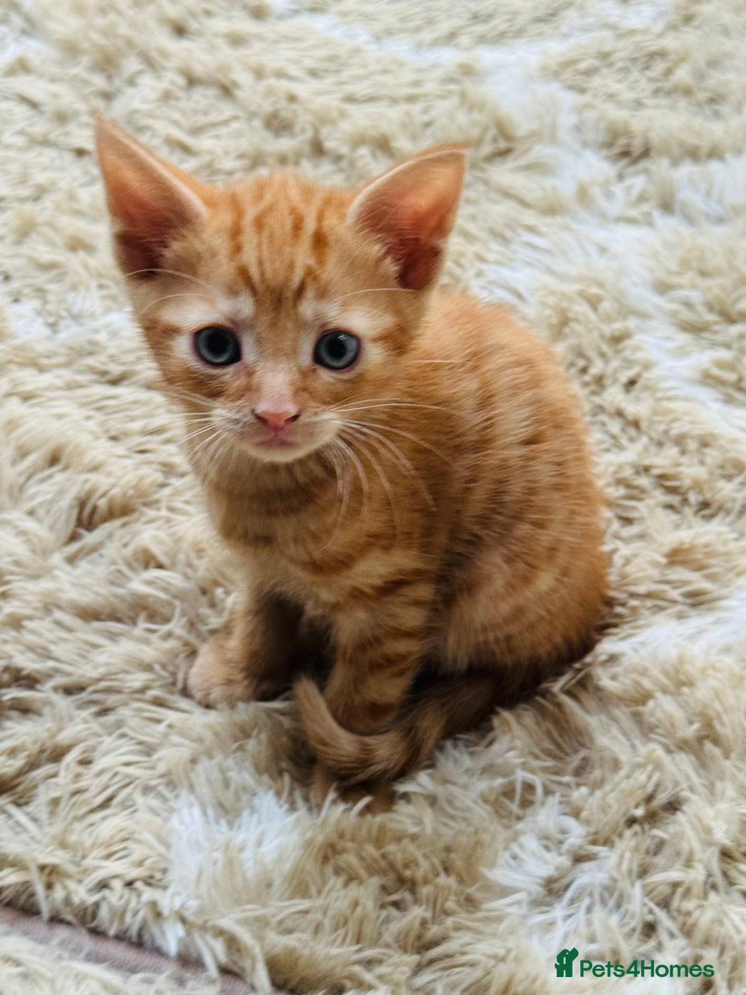 Mixed Breed cats for sale: Mixed breed kittens  - Advert 5