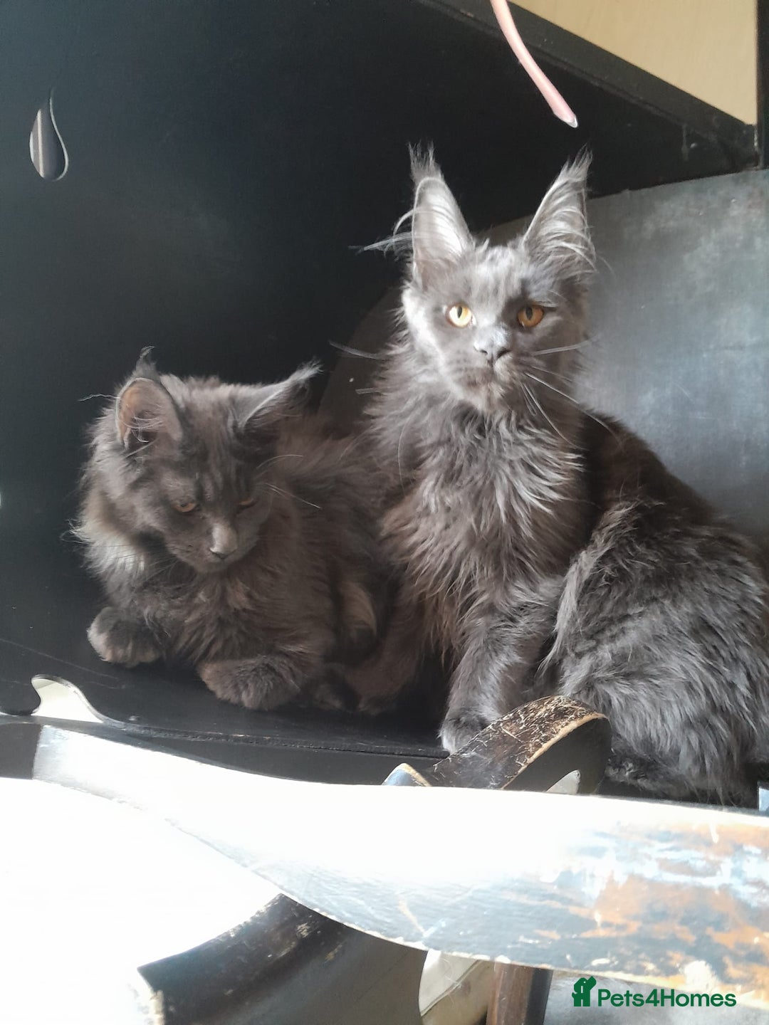 Maine Coon cats for sale: 2 solid blue MaineCoon girls TICA - Advert 15