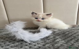 Ragdoll cats for sale: Five Beautiful Pure Breed Ragdoll Kittens🤍 - Image 33
