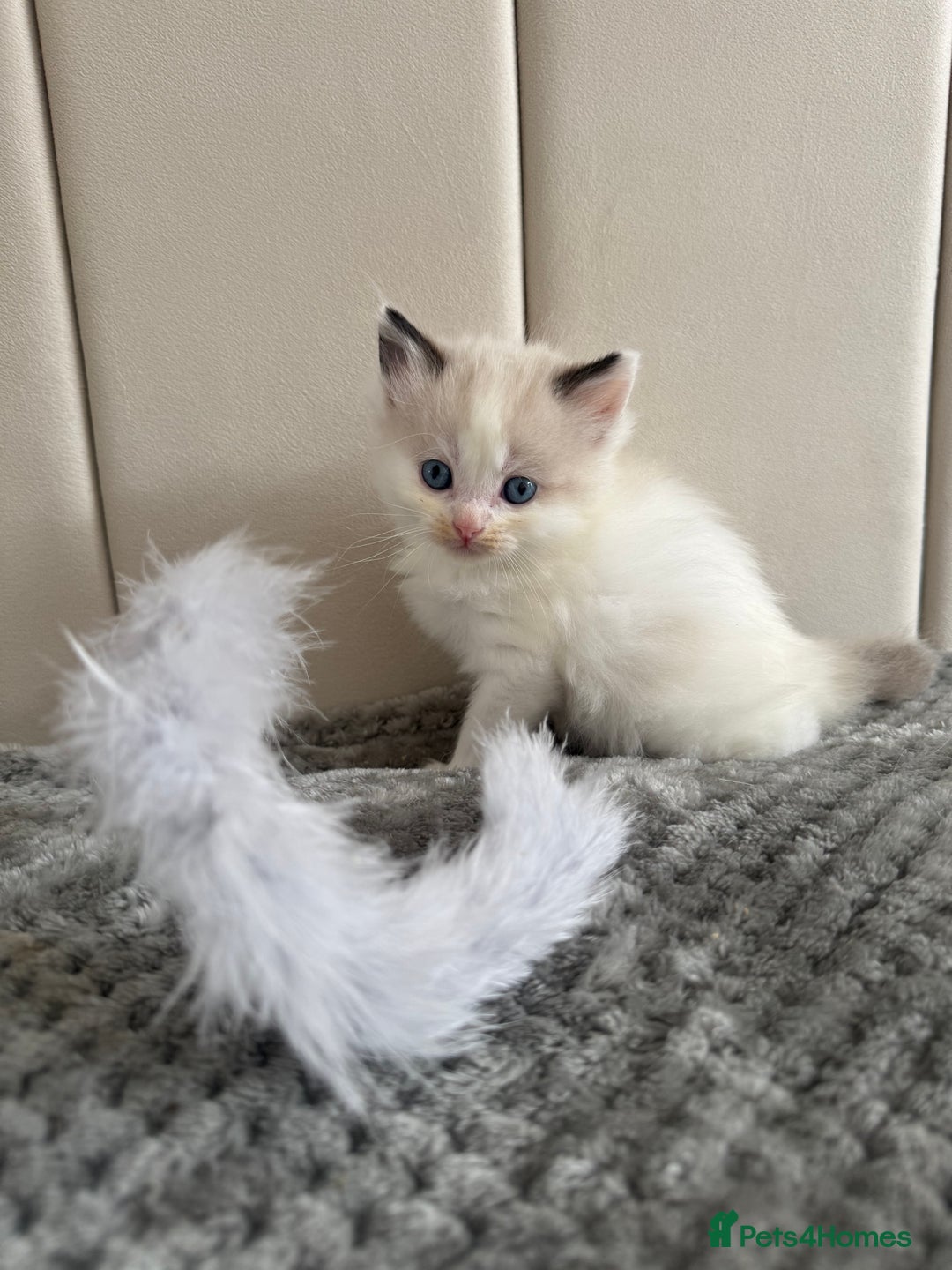 Ragdoll cats for sale: Five Beautiful Pure Breed Ragdoll Kittens🤍 - Image 33