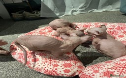 Sphynx cats for sale: Sphynx kittens for sale  - Image 15