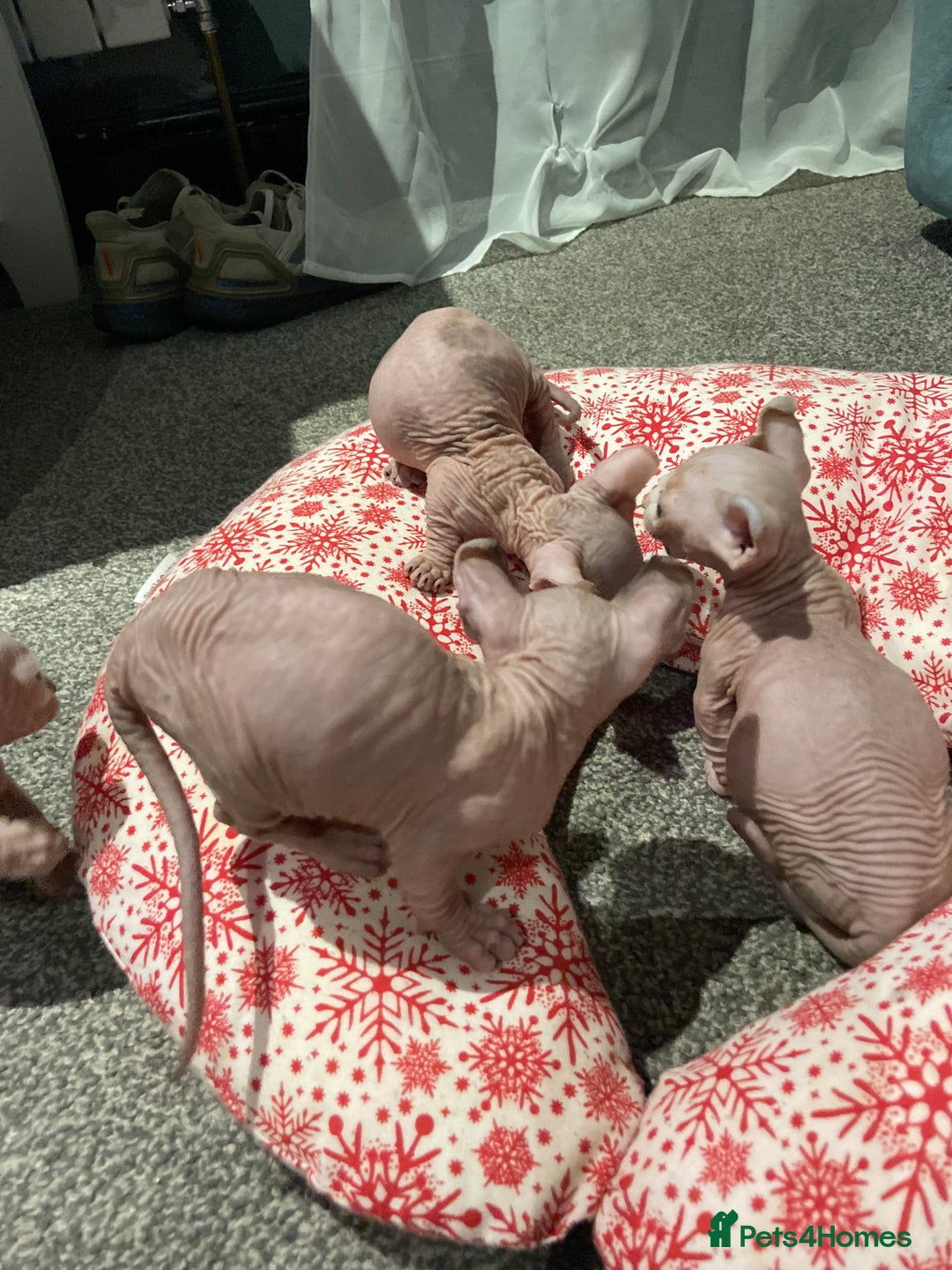 Sphynx cats for sale: Sphynx kittens for sale  - Image 15