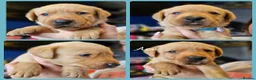 Labrador Retriever dogs for sale: Labrador puppys - Advert 10