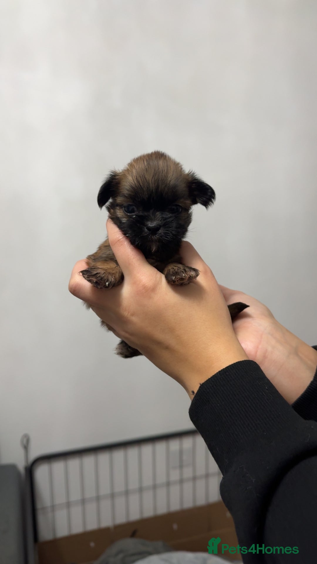 Shih Tzu dogs for sale: Shih tzu puppies for sale 2 girls 2 boys - Advert 8