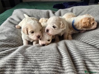 Mixed Breed dogs Beautiful shichon cross cavachon - Advert 2