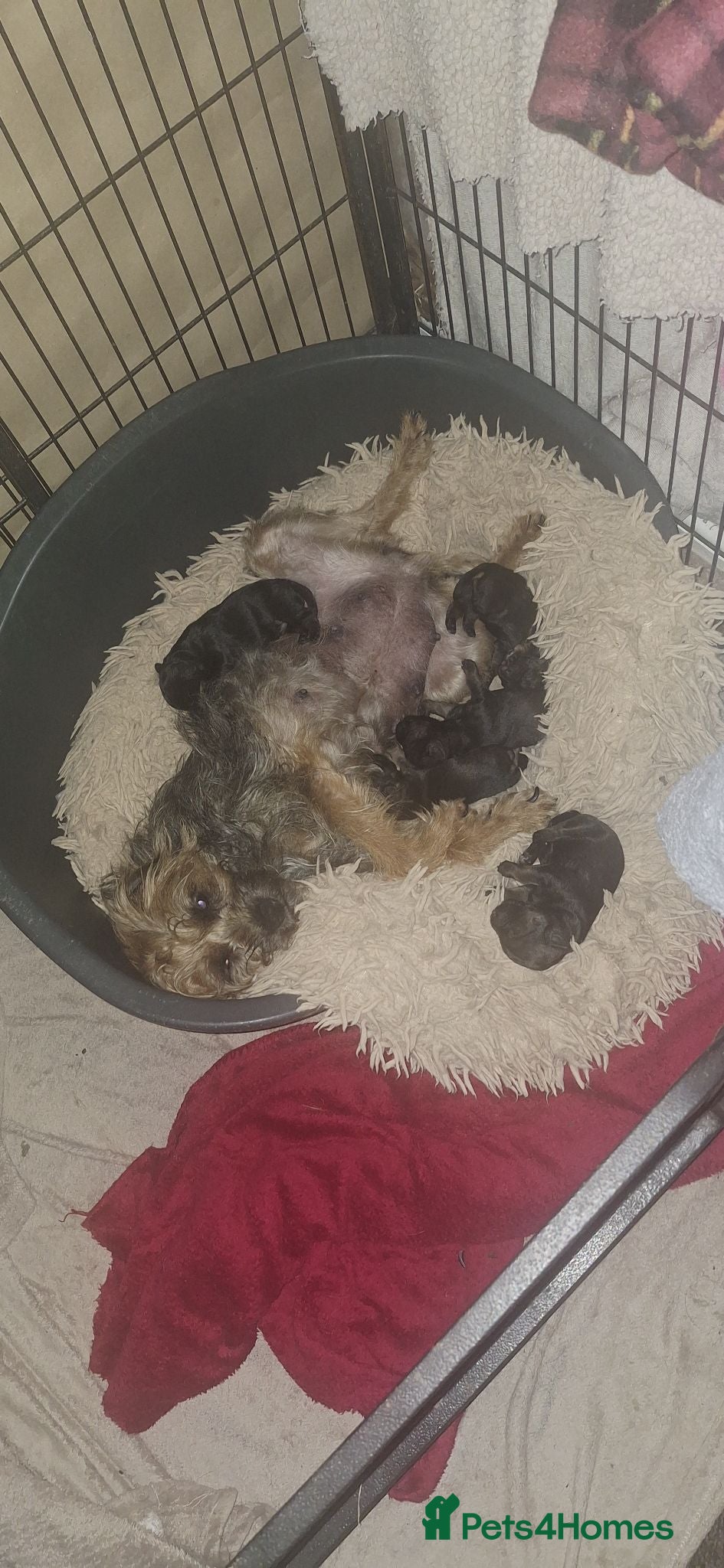 Border Terrier dogs Border terrier puppies SLEMCLR parents  - Advert 1