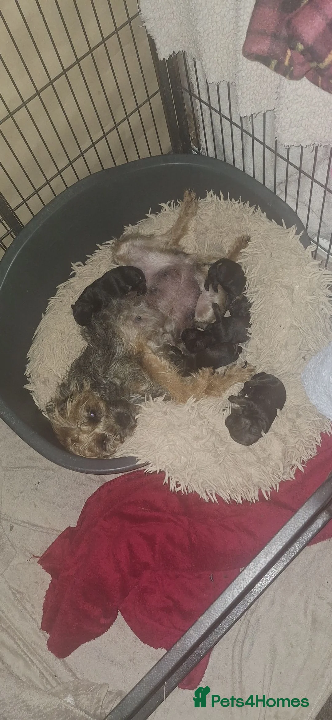 Border Terrier dogs for sale: Border terrier puppies SLEMCLR parents  - Advert 1
