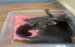 Mixed Breed cats for sale: Little ones are looking for home - Image 1