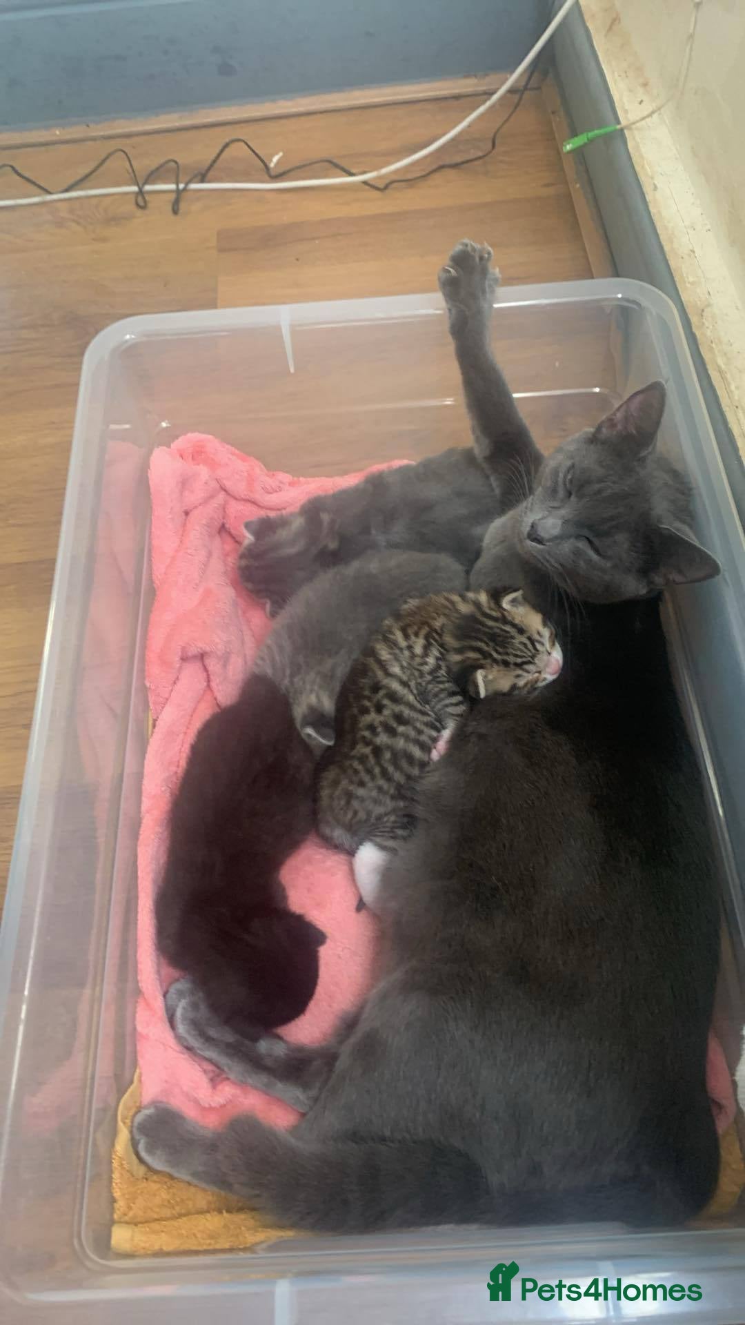 Mixed Breed cats for sale: Little ones are looking for home - Image 1