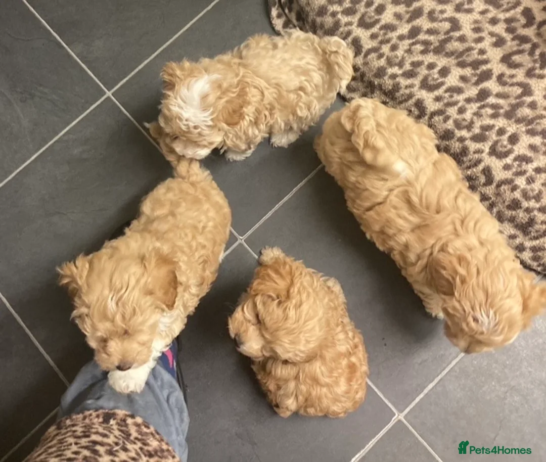 Toy Poodle dogs for stud: Stunning Maltese at STUD in Coventry - Advert 18