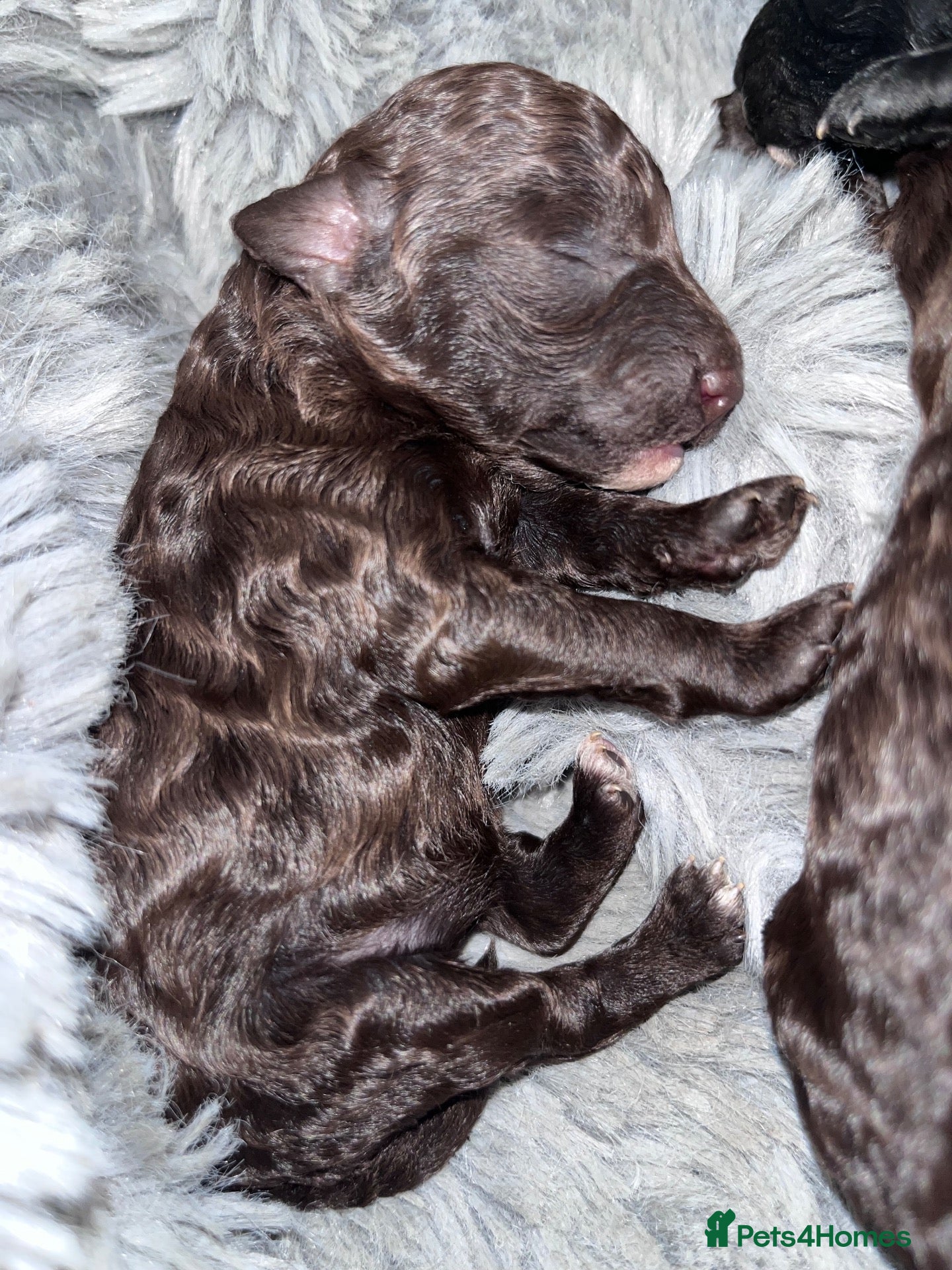 Miniature Poodle dogs 5 star Miniature poodle puppies  - Advert 1