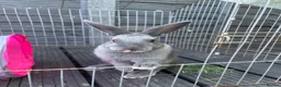 Mixed Breed rabbits for sale: Blue female baby - Advert 5