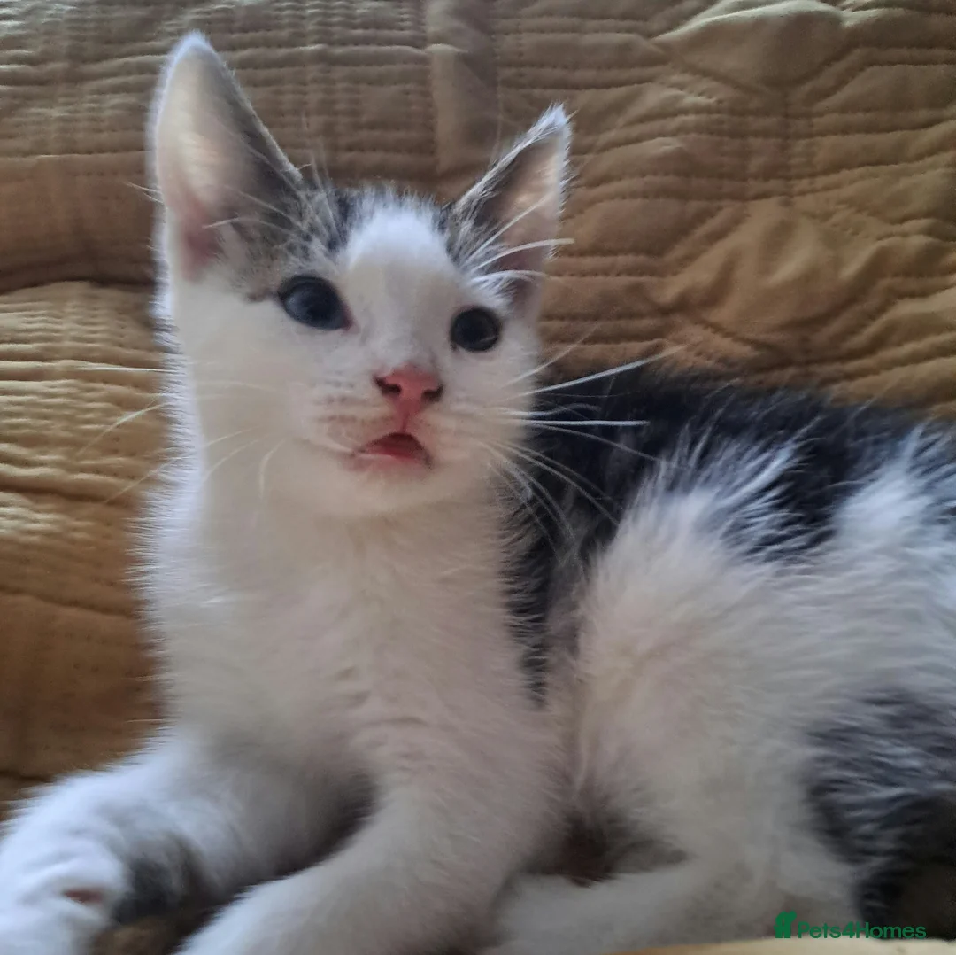 Mixed Breed cats for sale: Due to time wasters  - Advert 4