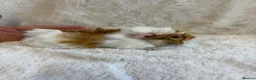 Guinea Pig rodents for sale: Funky and sheltie males  - Advert 1