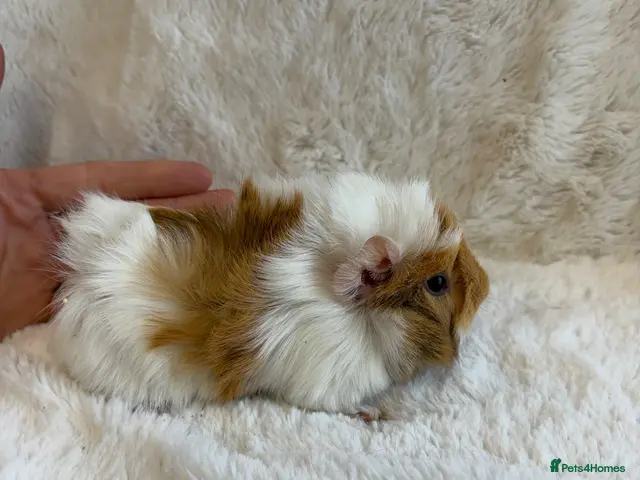 Guinea Pig rodents for sale: Funky and sheltie males - Advert 1