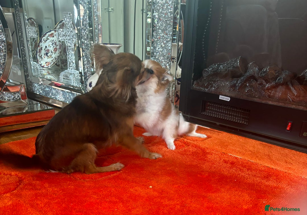 Pomchi dogs for sale: 1 Female Chihuahua/ Pomeranian - Image 4