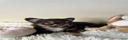 Chihuahua dogs for sale: Xx Quality Thai/Russian chihuahuas Xx - Advert 11