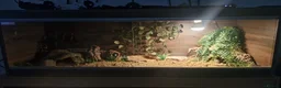 Leopard Gecko reptiles for sale: Leopard gecko and vivarium  in Wakefield - Advert 3
