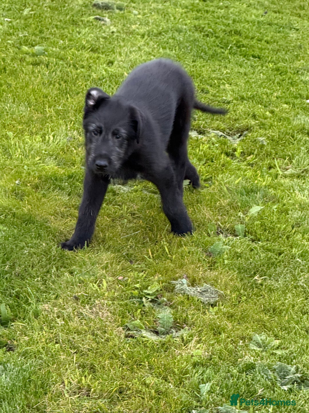 Irish Wolfhound dogs for sale: Irish wolfhound puppies - Image 8