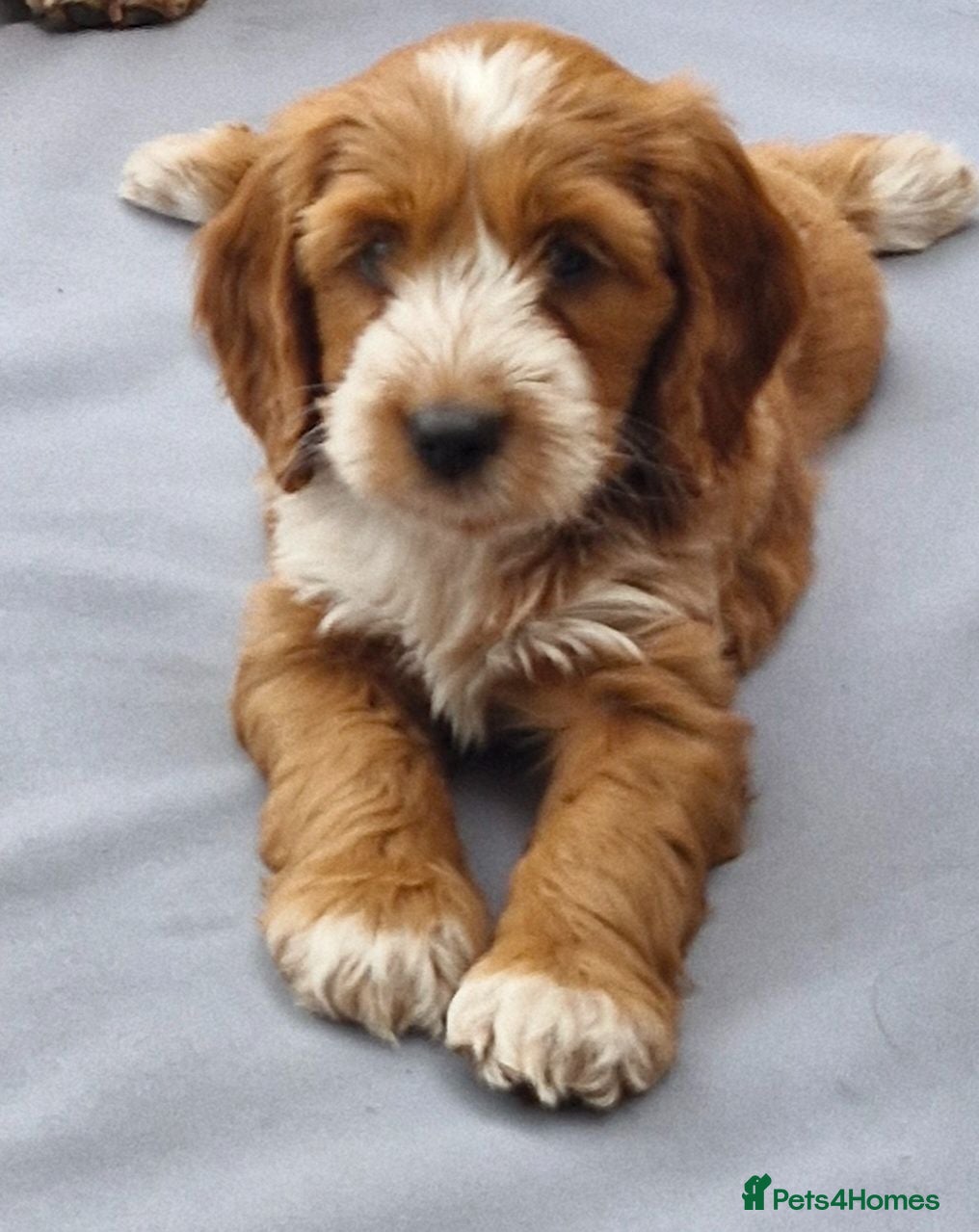 Cockapoo dogs Beautiful Cockapoo Puppies - Advert 4
