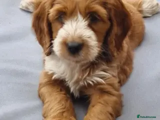 Cockapoo dogs Beautiful Cockapoo Puppies - Advert 4
