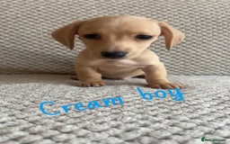 Miniature Dachshund dogs for sale: 1 boy 1 girl long haired ** - Image 17