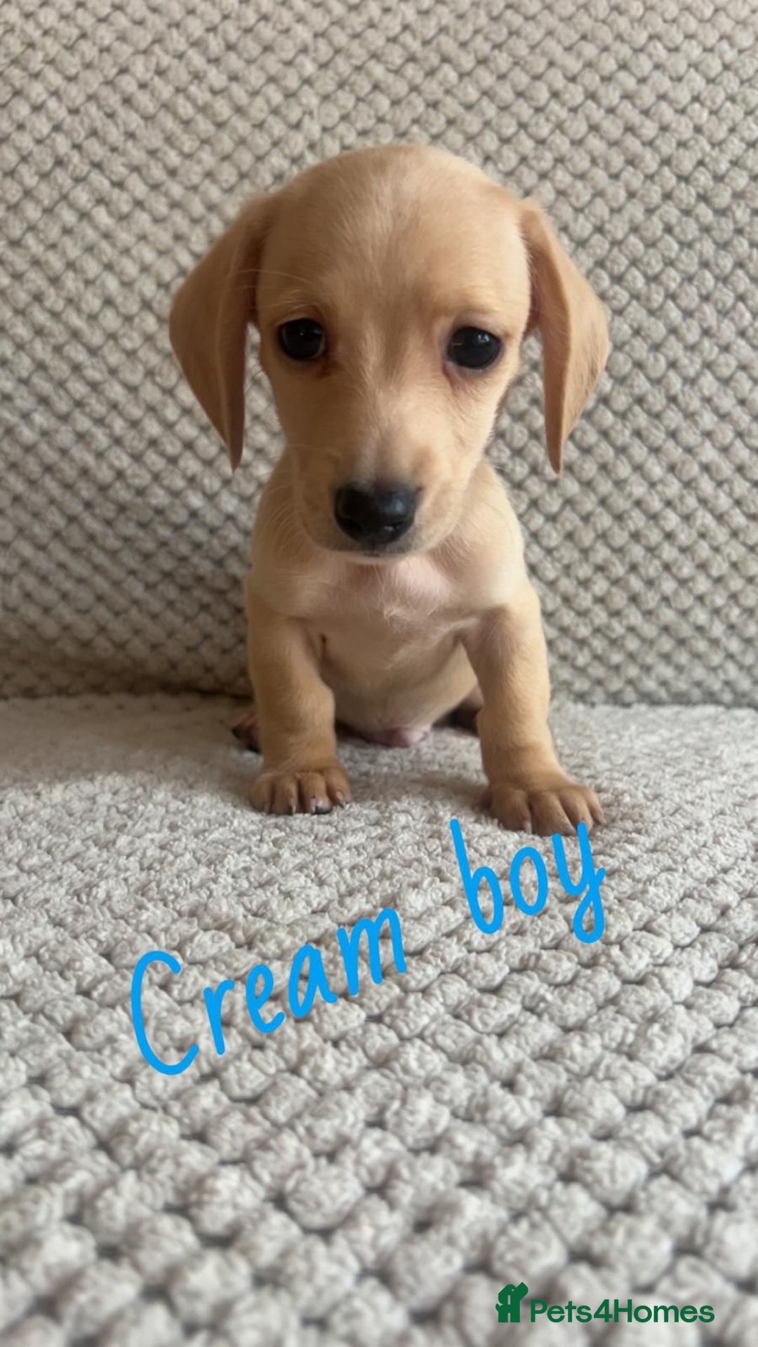 Miniature Dachshund dogs for sale: 1 boy 1 girl long haired ** - Image 17