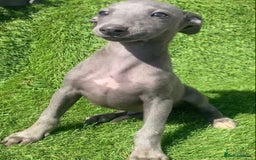 Whippet dogs for sale: Kc whippet pups  - Image 17