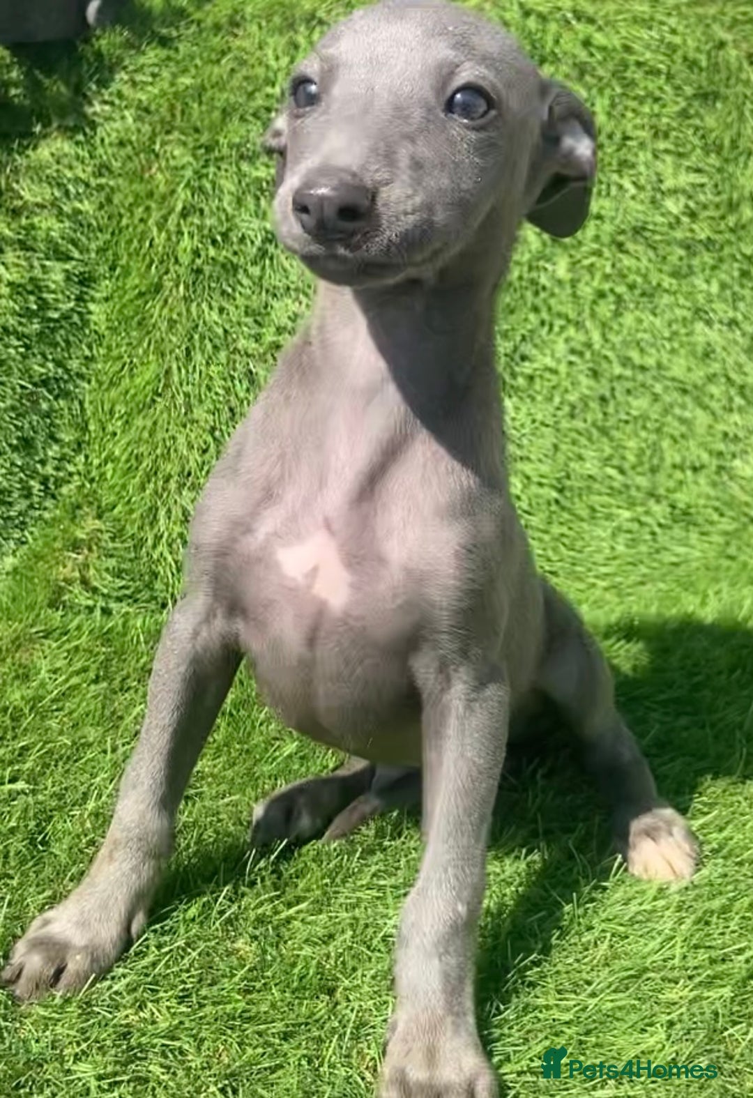 Whippet dogs for sale: Kc whippet pups  - Image 17