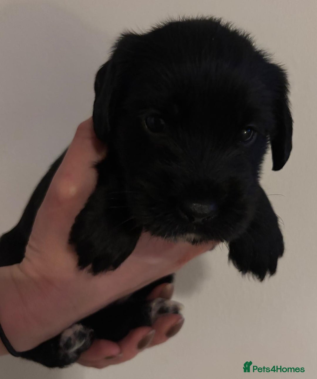 Mixed Breed dogs for sale: Beautiful Labradoodle x Cocker Spaniel Puppies - Advert 16