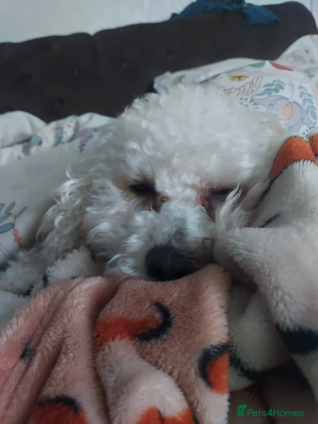 Toy Poodle dogs for sale: Exceptional Toy Poodle Male – Home-Raised, Healthy - Advert 2