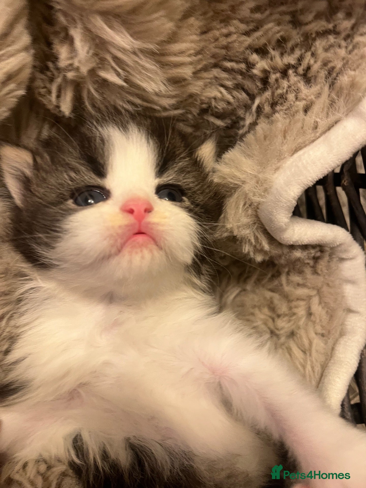 Persian cats Stunning pure Persian babies - Advert 1