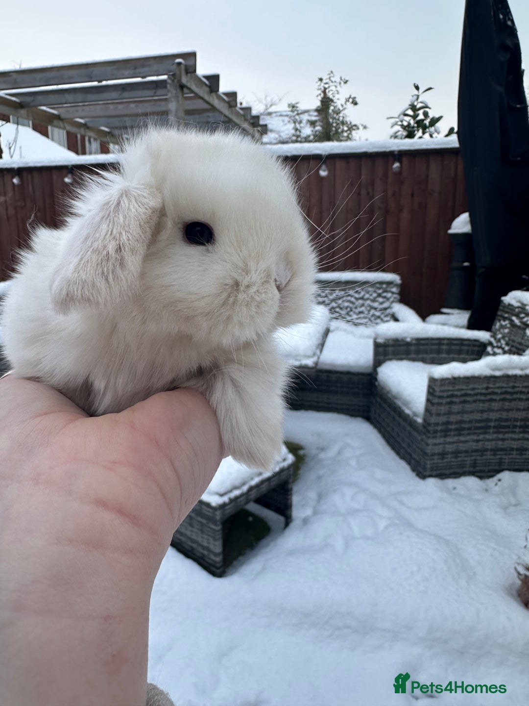 Mini Lop rabbits for sale: Stunning mini lop bunnies ready to reserve  - Advert 1