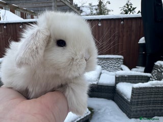 Mini Lop rabbits Stunning mini lop bunnies ready to reserve - Advert 18