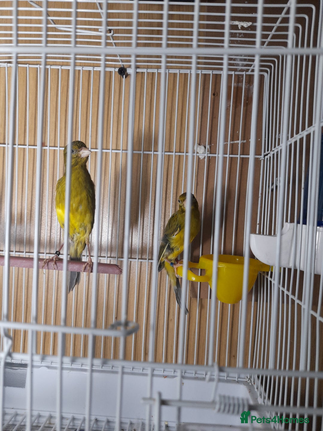 Canaries birds for sale: SE171DE  - Advert 2