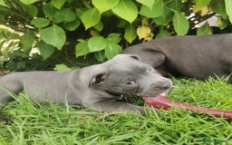 Staffordshire Bull Terrier dogs for sale: 💥✅️Staffordshire💫 bullterrie puppies 🐶  - Image 2