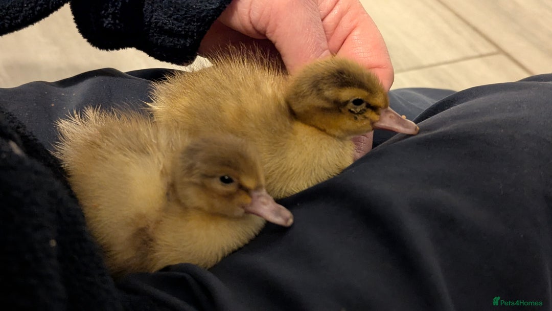 Ducks poultry for sale: 2 harlequin runner ducklings  - Advert 6