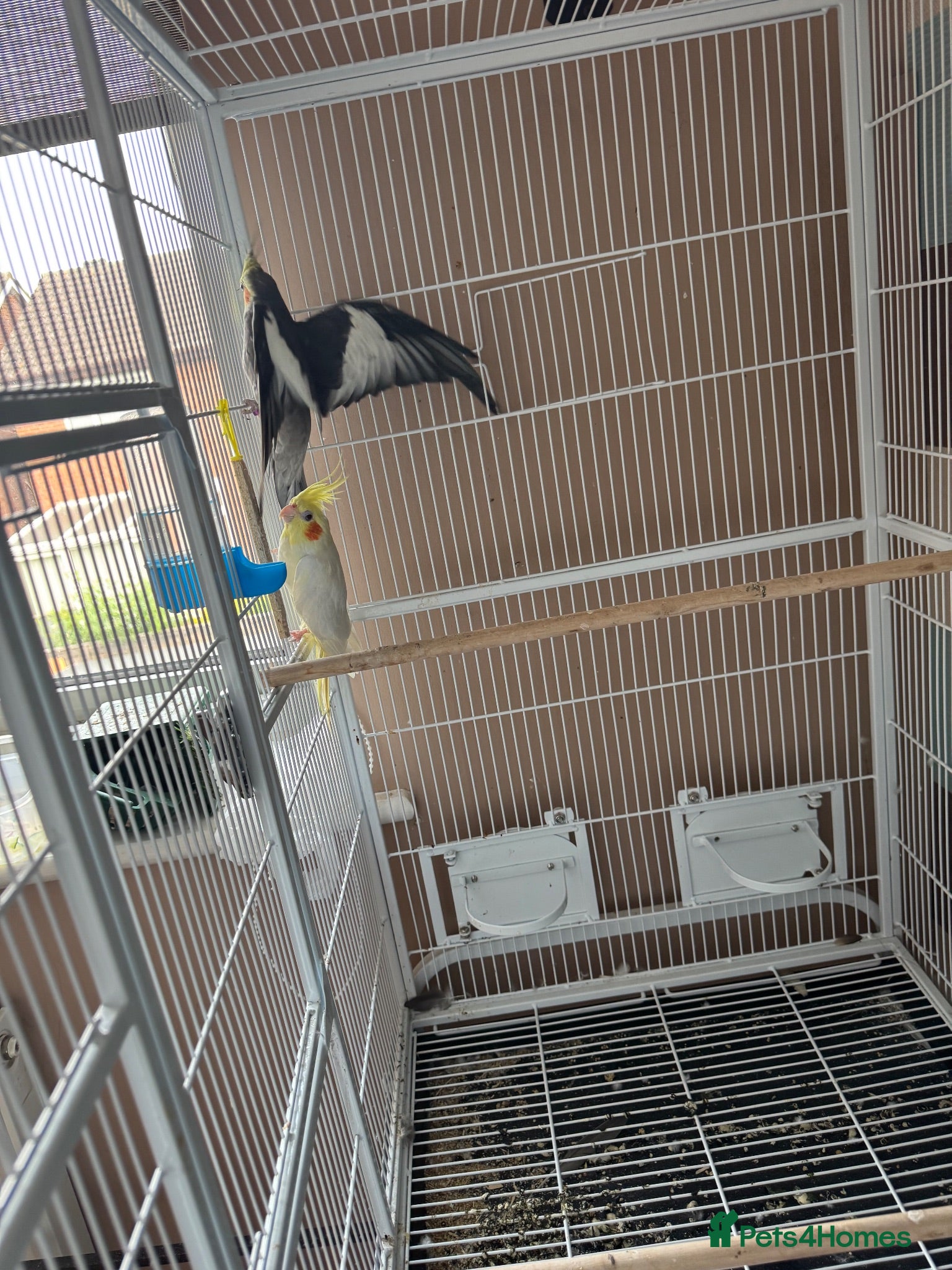 Cockatiels birds Pair of cockatiels with large flight cage  - Advert 1