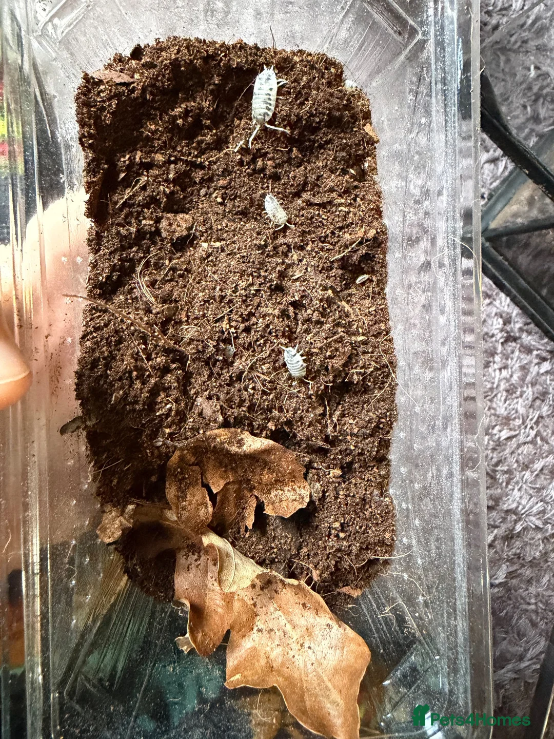 Isopods invertebrates for sale: Dairy cow isopods  - Advert 6