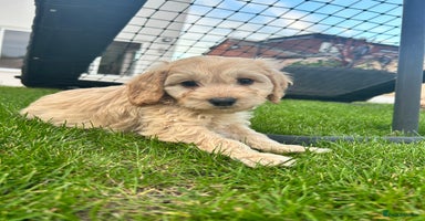 Cockapoo dogs - Advert 13