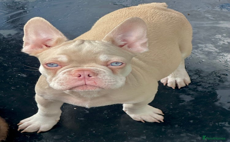 French Bulldog dogs - Advert 7