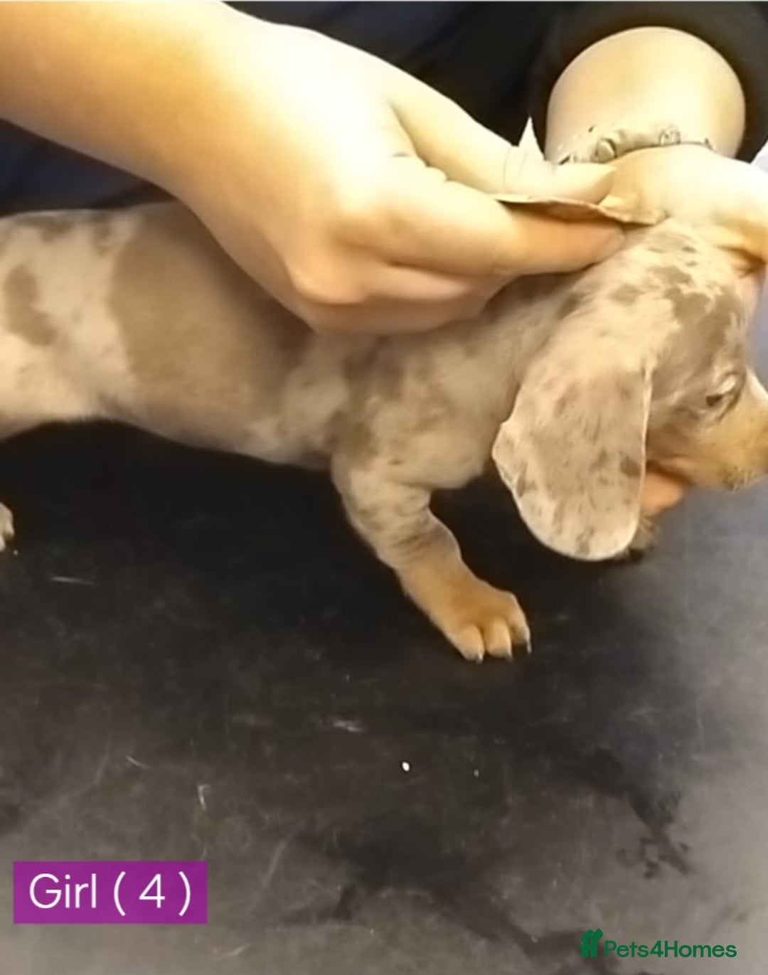 Miniature Dachshund dogs for sale: KC, PRA, STUNNING LITTER MIN,DASH😍 - Image 19