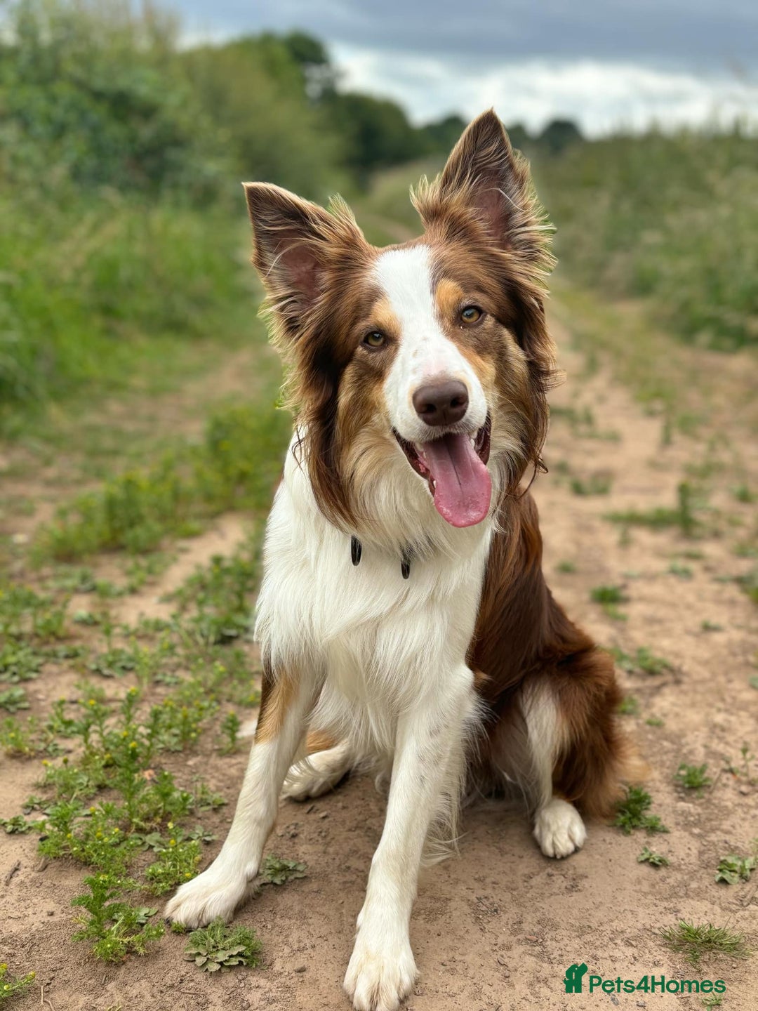 Border Collie dogs for stud: KC Border Collie for stud in Mansfield - Advert 2