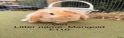 Mini Lop rabbits for sale: Mini lop babies! Lots of colours!  - Advert 15