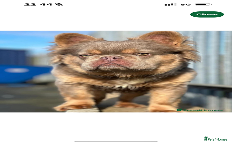 French Bulldog dogs Beautiful fluffy/ fluffy carrier Frenchie pups  - Advert 7