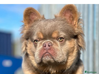 French Bulldog dogs Beautiful fluffy/ fluffy carrier Frenchie pups - Advert 17