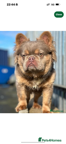 French Bulldog dogs Beautiful fluffy/ fluffy carrier Frenchie pups - Advert 7