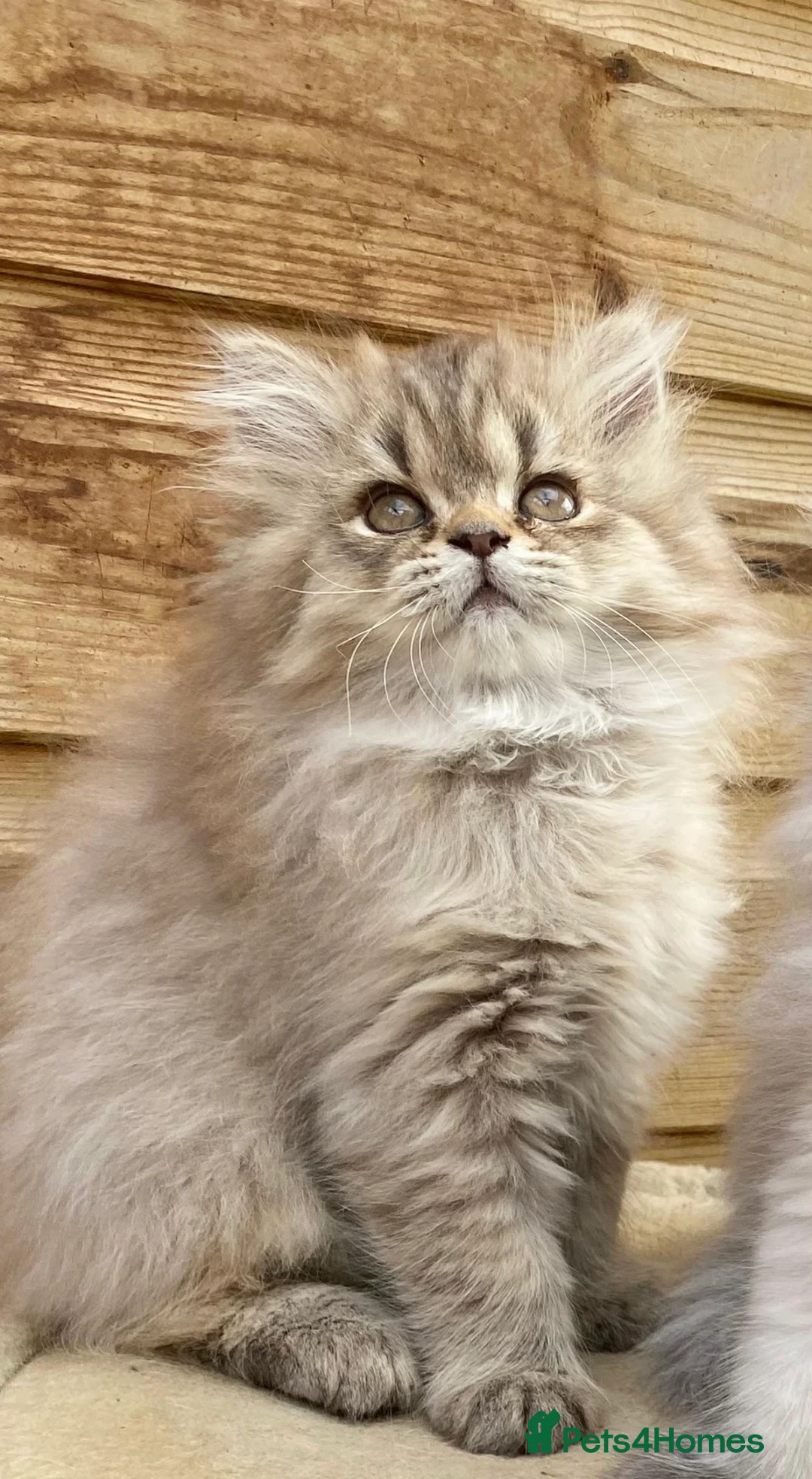Persian cats for sale: BEAUTIFUL DOLL FACE FULL PERSIAN LONG HAIR KITTEN - Advert 22