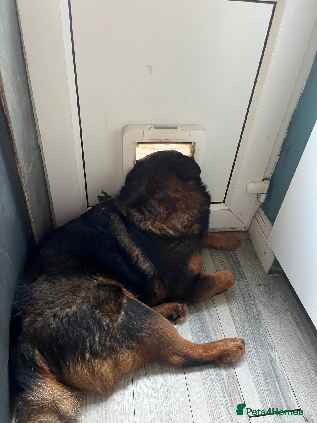 Mixed Breed dogs for sale: Beautiful bear bear - Advert 2